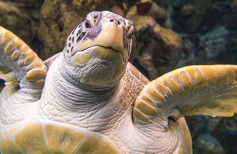 Tampa Ticket Aquário da Flórida: bilhete de entrada