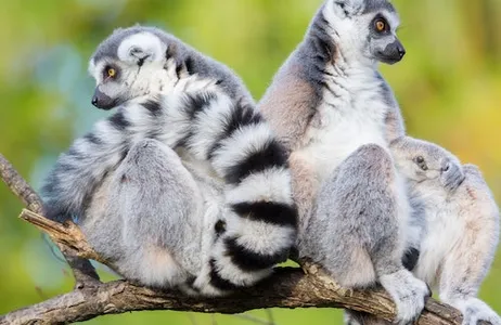 Seattle Ticket Zoológico de Woodland Park: evite as filas