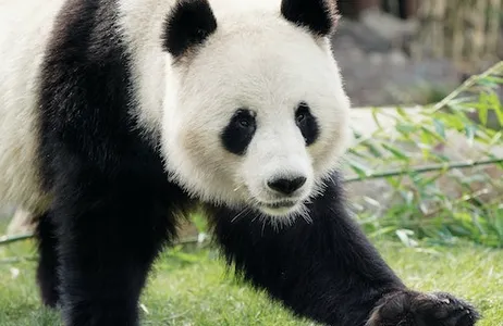 Frederiksberg Ticket Zoológico de Copenhaga: bilhete sem filas