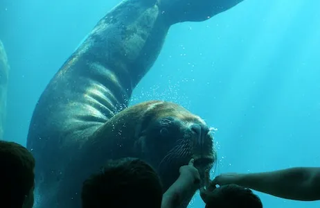 Le Grau-du-Roi Ticket Seaquarium Le Grau-du-Roi: bilhete de entrada