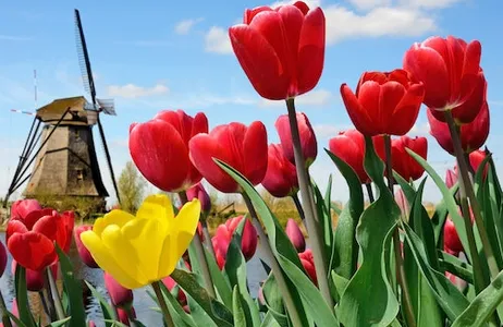 Lisse Ticket Keukenhof: Entrada + Traslado de ida y vuelta en autobús desde la Torre A'dam