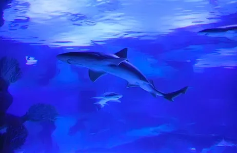 Antalya Ticket Antalya Aquarium &amp; Face 2 Face Wax Museum