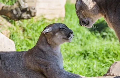 Puerto del Carmen Ticket Rancho Texas Lanzarote Park: bilhete de entrada