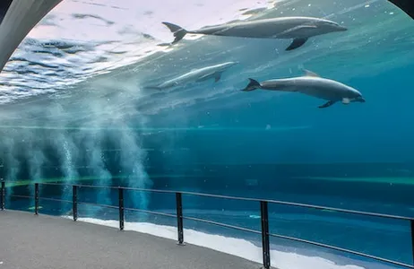 Genoa Ticket Aquário de Gênova com Museu do Mar Galata e Visita Submarina