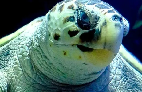 Costa Teguise Ticket Aquário de Lanzarote: bilhete sem filas