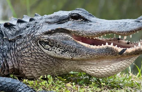 Fort Lauderdale Ticket Everglades: passeio de aerobarco de 40 minutos e entrada no santuário de animais