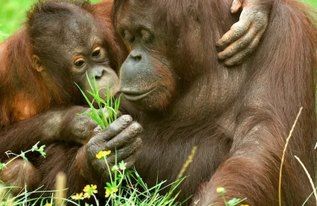Cologne Ticket Zoológico e aquário de Colônia