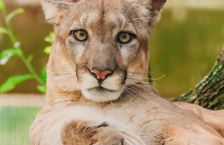 Tampa Ticket ZooTampa em Lowry Park: bilhete de acesso rápido