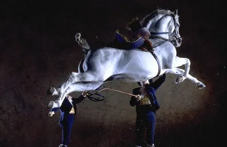 Jerez de la Frontera Ticket Escola Real Andaluza de Arte Equestre: Exposição Andaluza de Cavalos