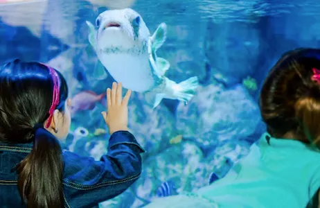 Dallas Ticket SEA LIFE Grapevine