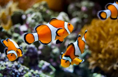 Lisbon Ticket Oceanário de Lisboa: Admission + Hop-on Hop-off Lisbon
