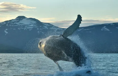 Akureyri Ticket Akureyri: Cruzeiro de observação de baleias