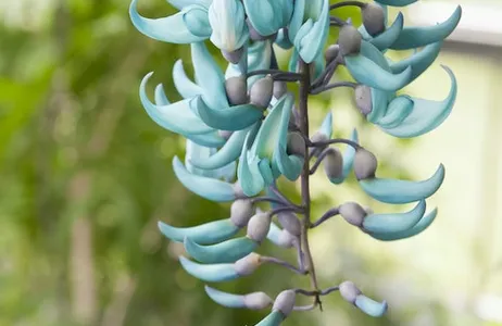Leiden Ticket Hortus Botanicus Leiden: bilhete sem filas