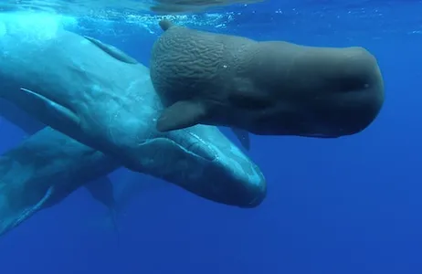 Ponta Delgada Ticket Observação de baleias e golfinhos desde Ponta Delgada