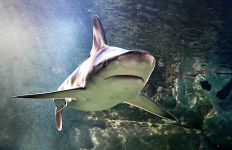 San Antonio Ticket SEA LIFE San Antonio: bilhete de entrada