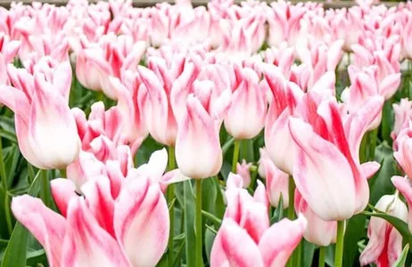 Ámsterdam Ticket Keukenhof: Entrada + Crucero por los Molinos + Transporte