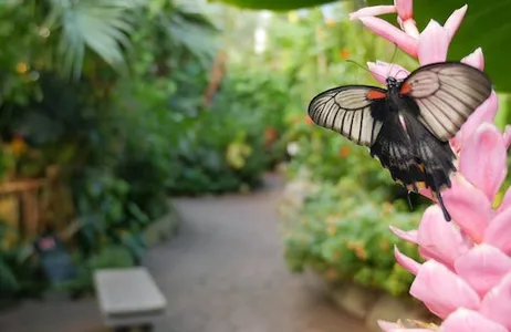 Victoria Ticket Victoria Butterfly Gardens