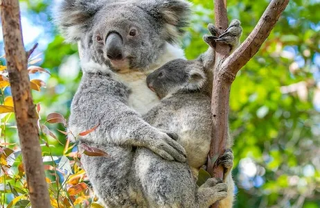 Currumbin Ticket Santuário de Vida Selvagem de Currumbin: bilhete de entrada