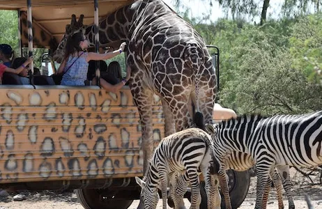 Camp Verde Ticket Parque da Vida Selvagem Fora da África: bilhete de entrada