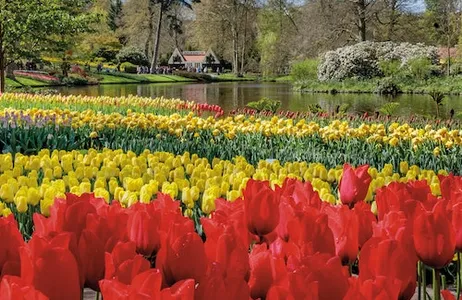 Lisse Ticket Keukenhof: entrada + transporte en autobús desde Amsterdam