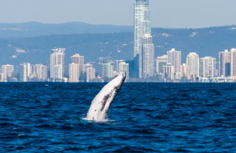 Main Beach Ticket Crucero de avistamiento de ballenas por la Gold Coast