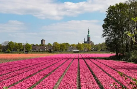 Lisse Ticket Amsterdam: Traslado de ida y vuelta a Keukenhof