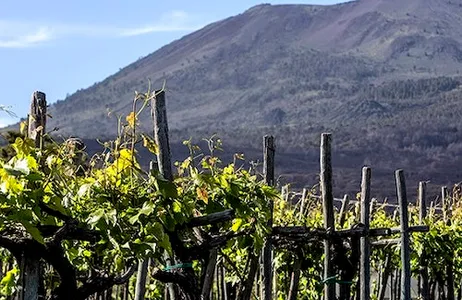 Nápoles Ticket Degustação de vinhos no Vesúvio