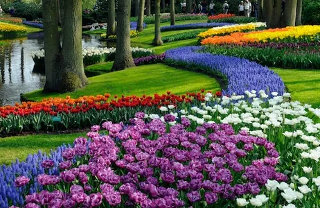 Amsterdam Ticket Keukenhof: entrada + passeio de ônibus guiado saindo de Amsterdã