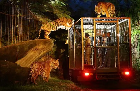 Serongga Ticket Bali Safari &amp; Marine Park: Night Safari