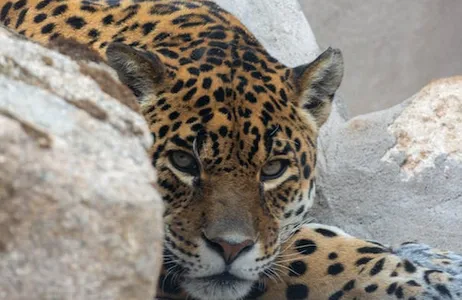 Val de Santo Domingo Ticket Zoo Koki: bilhete de entrada