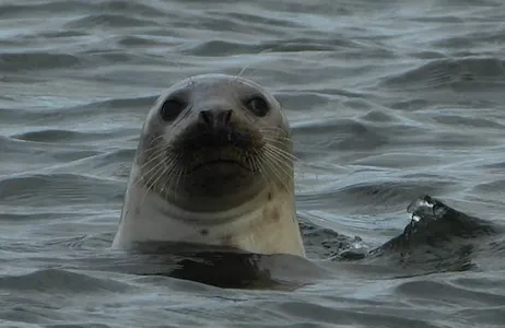 Inverness Ticket Cruzeiro Inverness Spirit