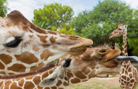 Oracle Ticket Passaporte das Atrações Turísticas de Tucson