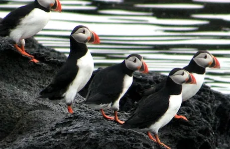Reikiavik Ticket Reykjavik: Puffin Watching Express