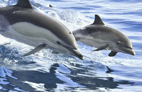 Costa Adeje Ticket Tenerife: Passeio de barco a vela de 3 horas para observação de baleias e golfinhos com sanduíche e bebidas