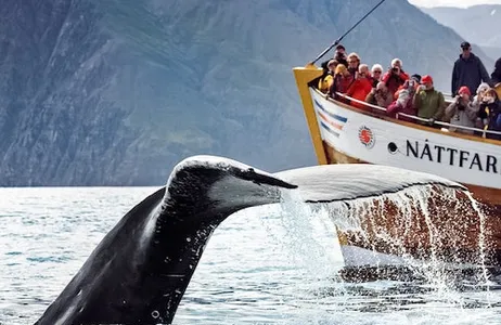 Húsavík Ticket Husavík: Passeio de observação de baleias + lanche