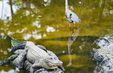 Fort Lauderdale Ticket Aventura de aerobarco de 60 minutos no Gator Nights