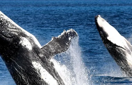 Hervey Bay Ticket Tour de observação de baleias de meio dia