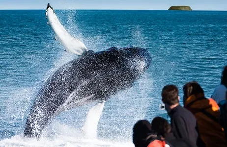 Húsavík Ticket Husavik Original Observação de baleias e papagaios-do-mar