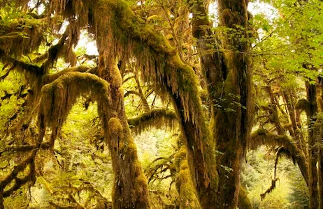 Seattle Ticket Olympic National Park: excursão num pequeno grupo com tudo incluído de Seattle