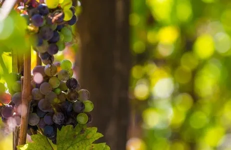 Pompei Ticket Degustação de vinhos locais em Pompéia com passeio pela adega e almoço