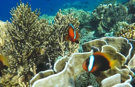 Bali Ticket Padang Bai: Lagoa Azul e mergulho com snorkel em Tanjung Jepun com almoço e traslado