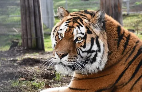 Krakow Tour De Cracóvia: viagem ao zoológico com transferência