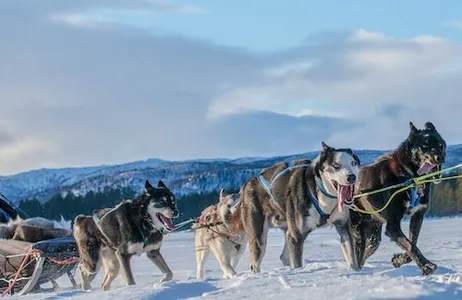 Rovaniemi Ticket Excursão diurna de snowmobile e animais