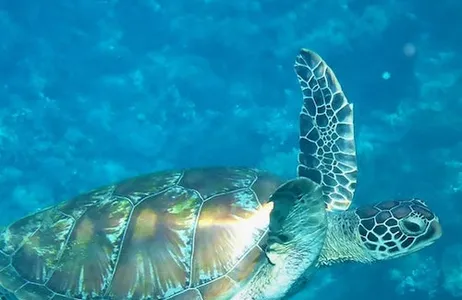 Palm Beach Ticket Passeio de catamarã à vela e snorkeling à tarde