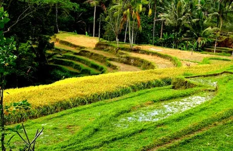 Bali Ticket Experiência de observação de vaga-lume em Bali com jantar
