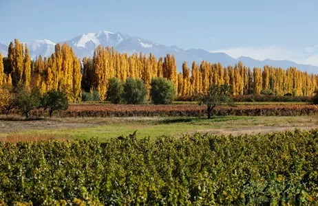 Mendoza Tour Tour de vinhos e azeites em Mendoza com almoço 