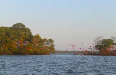 Parnaíba Tour Private Scarlet Ibis Flight leaving from Parnaíba