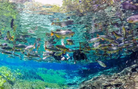 Bonito Tour Diving in the Natural Aquarium in Bonito (Transportation not included)