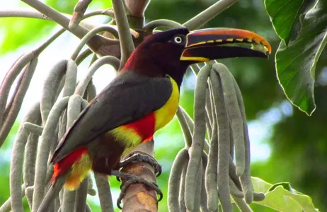 Bonito Tour Rio da Prata - Birdwatching 