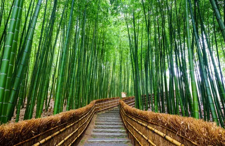 Kyoto Tour Tour privado en portugués con un amigo local en Kioto (4 horas)